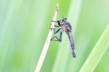 dragonfly on a plant