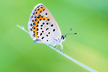 butterfly on plant macro