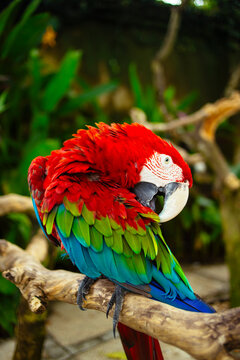 Greenwing Macaw