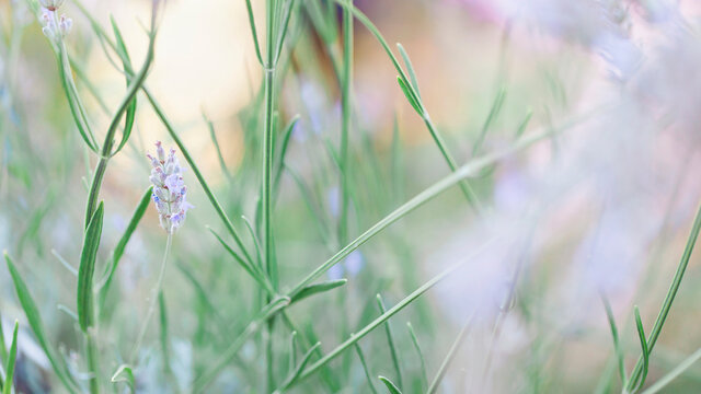 Single lavender flower and many stalks in sunset light in garden