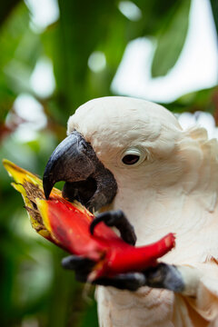 Cockatoo