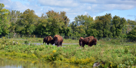 Bison are large, even-toed ungulates in the genus Bison within the subfamily Bovinae.