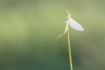 white moth on a plant macro
