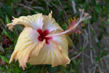 Obraz premium Hibiscus flower Tokoriki Island Fiji