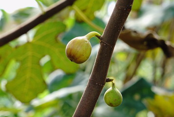 2020年9月21日東京都八王子市で撮影：収穫前のいちじくの実8
