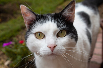 Closeup to a curious white cat with black spots pink nose, and green/yellow eyes looking at camera with green grass and garden at background. Cat portrait and pets concept