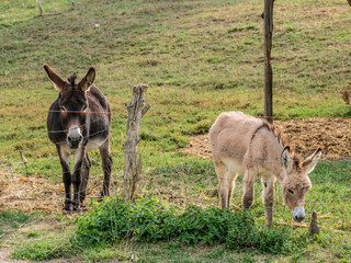 Eselfamilie auf der Weide