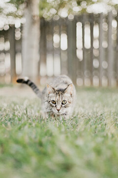 Cat Creeping through the Grass