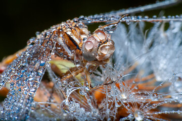 Macro shots, showing of eyes dragonfly and wings detail. Beautiful dragonfly in the nature habitat.