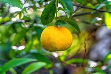A beautiful orange mandarin hanging from its green tree.
