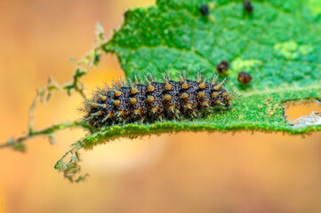 Macro shots, Beautiful nature scene. Close up beautiful caterpillar of butterfly  