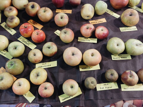 A variety of apples