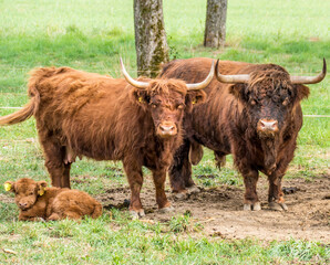 Schottische Hochlandrinder Familie auf der Weide