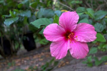 Hibiscus flower Tokoriki Island Fiji