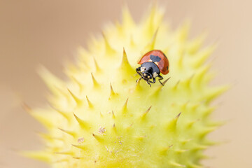 ladybug on a plant