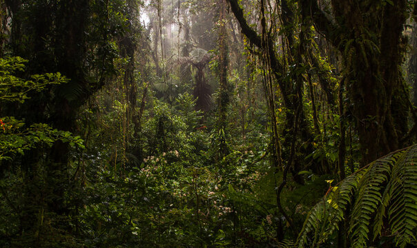 Fototapeta Inside a cloud forest