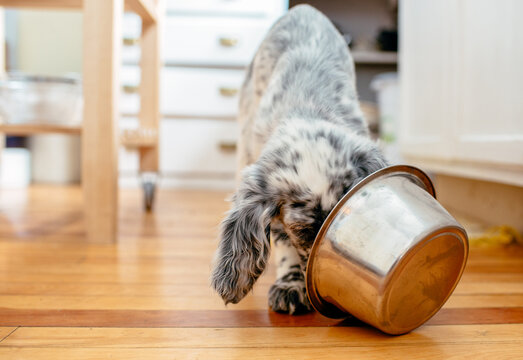 Puppy eats her supper