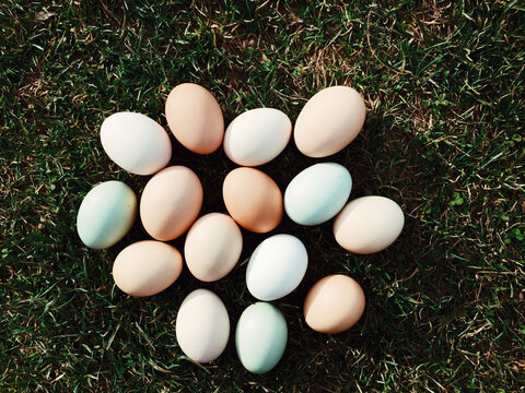 Egg