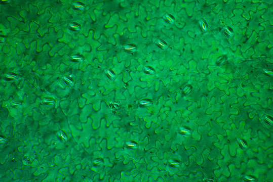 Leaf surface stomata from Rhoeo Disolor plant