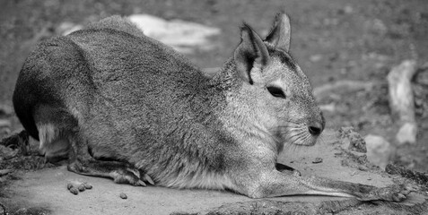The Patagonian mara is a relatively large rodent in the mara genus. It is also known as the Patagonian cavy, Patagonian hare or dillaby.