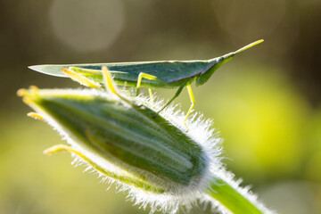 green grasshopper on green leaf