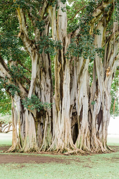 banyan tree