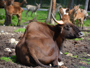 The gaur or Indian bison, is the largest extant bovine, native to South Asia and Southeast Asia. It has been listed as Vulnerable on the IUCN Red List since 1986.