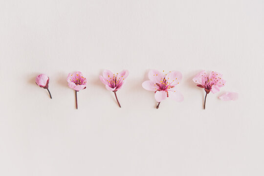 Pink cherry flowers on white background