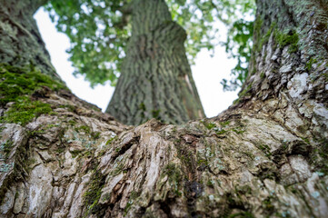 trunk of a tree