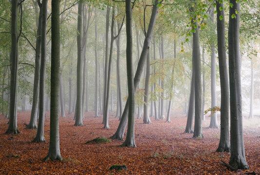 Fog in a woodland of Beech trees. Norfolk, UK.