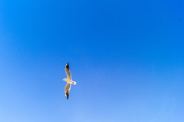 seagull in flight