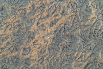 the sea-shore, covered with traces of seagulls