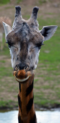 The giraffe close up (Giraffa camelopardalis) is an African even-toed ungulate mammal, the tallest...