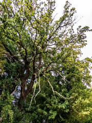 Toter Baum