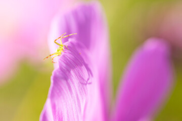 green spider on a petal