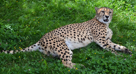 Cheetah is a large-sized feline inhabiting most of Africa and part of the Middle East.The cheetah is the only extant member of the genus Acinonyx,most notable for modifications in the species paws © Daniel Meunier