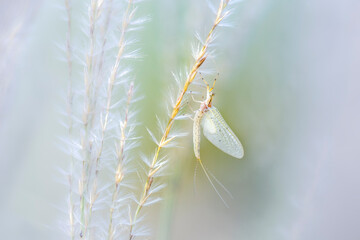 white moth on a plant macro