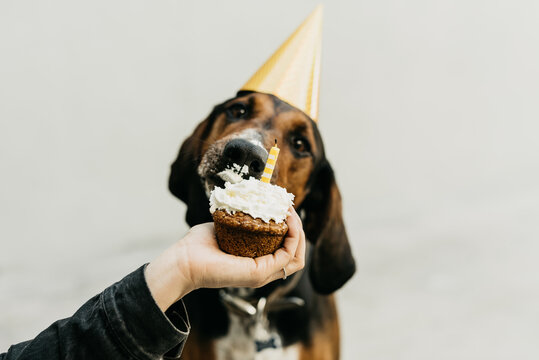Dog Birthday