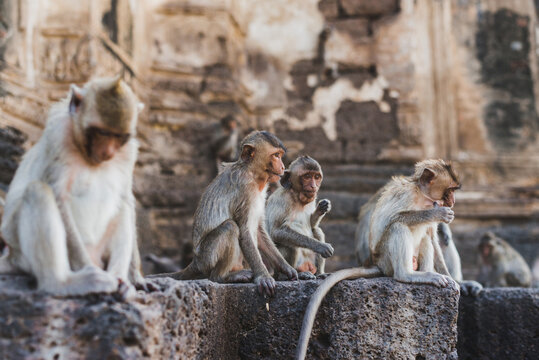 Monkey in the old temple