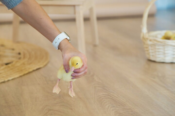 A woman's hand caught a small yellow duckling who escaped from a basket