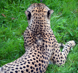 Cheetah is a large-sized feline inhabiting most of Africa and part of the Middle East.The cheetah is the only extant member of the genus Acinonyx,most notable for modifications in the species paws © Daniel Meunier