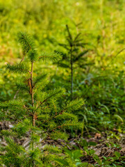 Neuanpflanzung von jungen Bäumen im Mischwald