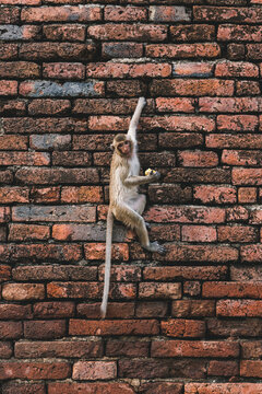 Monkey in the old temple