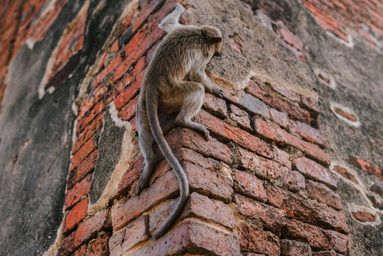 Monkey in the old temple