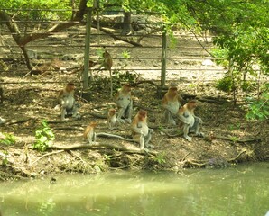 a group of proboscis bekantan monkeys typical of Kalimantan gathered on the banks of the river Kahayan Barito Mahakan