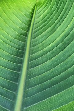 Leaf pattern/background