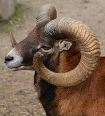 European male mouflon is the westernmost and smallest sub-species of mouflon. It was originally found only on the Mediterranean islands of Corsica and Sardinia