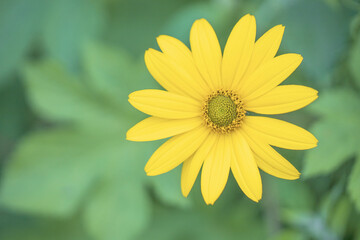 Obraz premium yellow daisy macro
