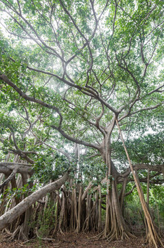 Large tree branches sprawling overhead in forest