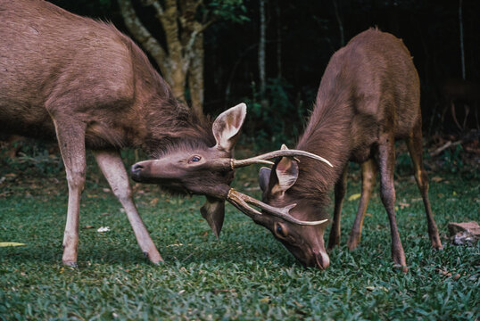 Sambar Deers fighting